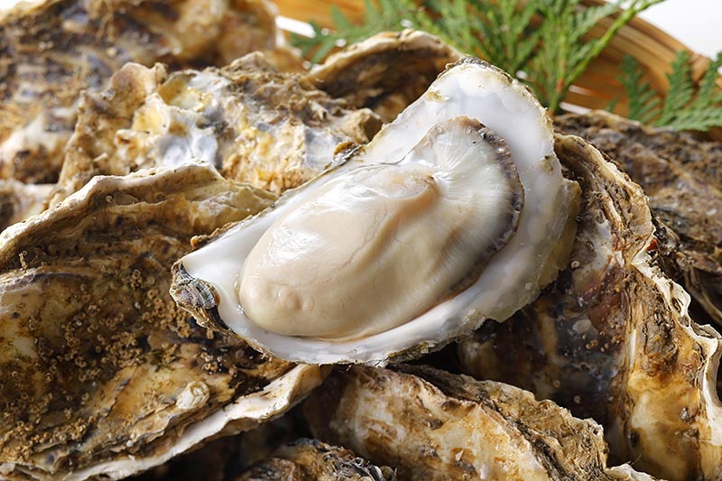 Louisiana Lab Using Federal Research Grant to Breed High-End Oysters